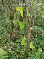 Image of Passiflora colinvauxii Wiggins