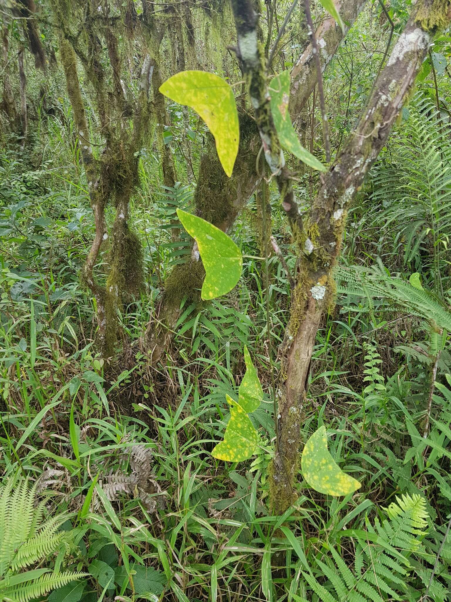 Image of Passiflora colinvauxii Wiggins