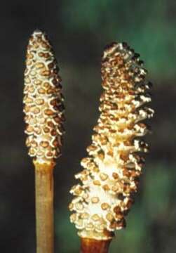 Image of field horsetail