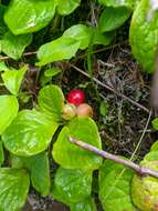 صورة Vaccinium praestans Lamb.