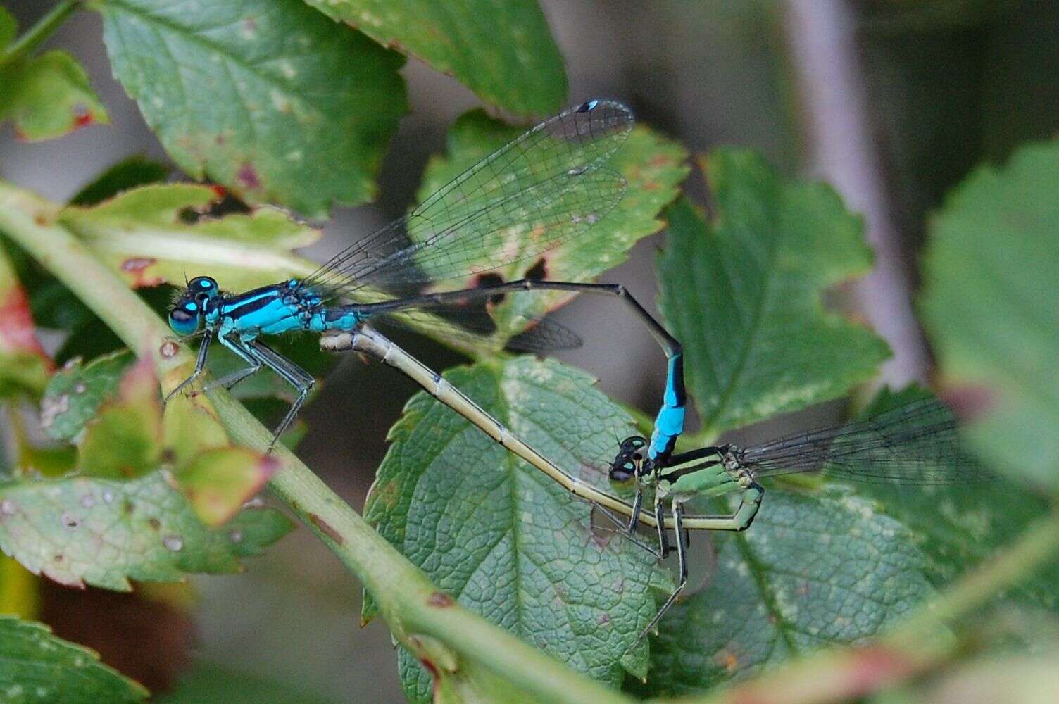 Imagem de Ischnura elegans (Vander Linden 1820)