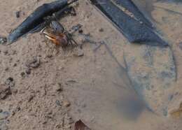 Image of Galápagos Fiddler Crab