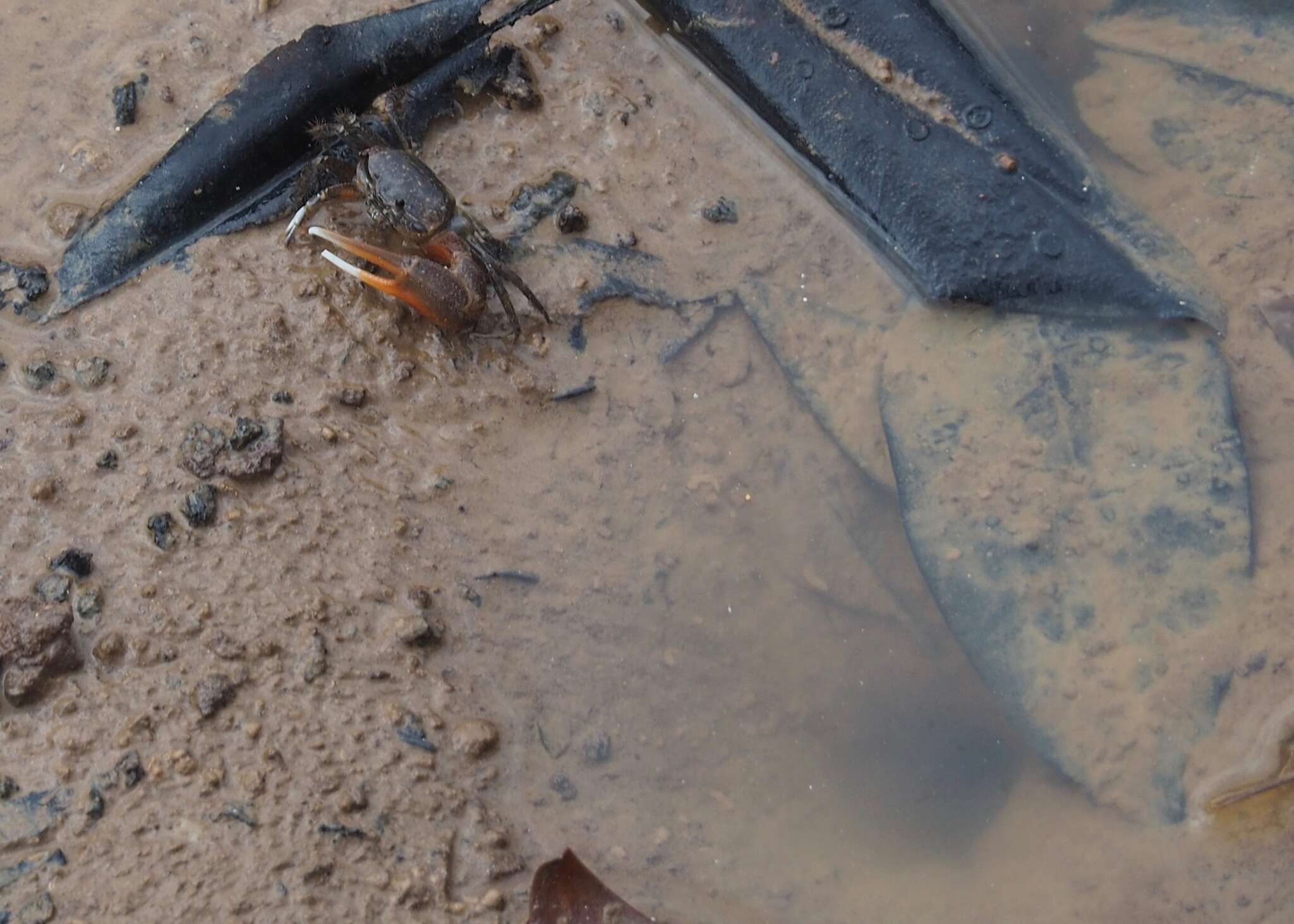Image of Galápagos Fiddler Crab