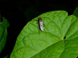 Image of dagger flies and balloon flies