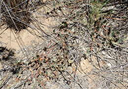 Image of Hermannia decumbens Willd.