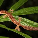 صورة Uroplatus lineatus (Duméril & Bibron 1836)