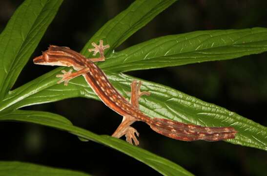 Image of Lined Flat-tail Gecko