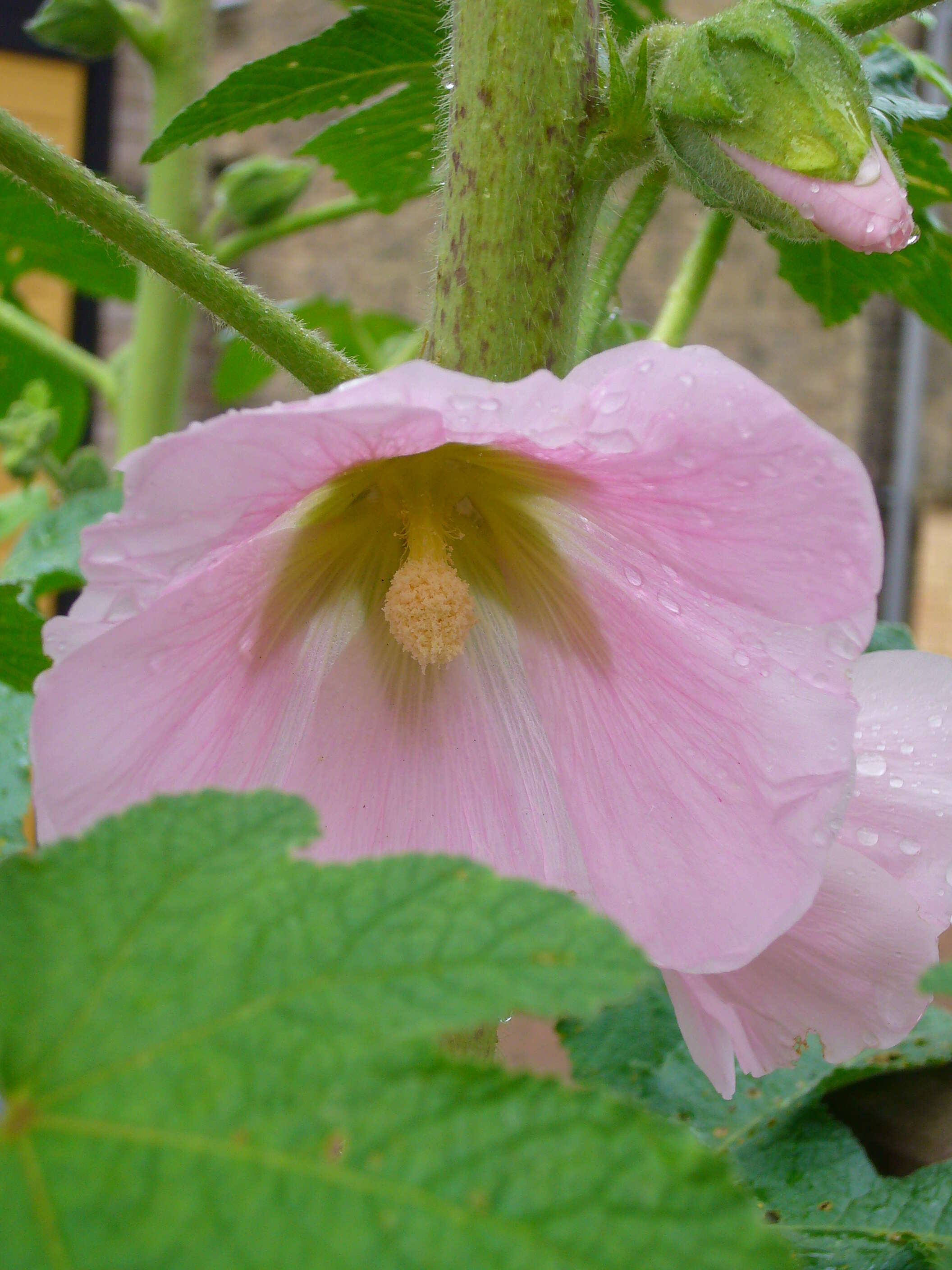 Image of hollyhock