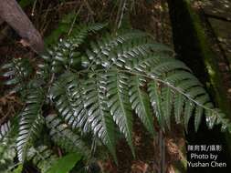 Image of Dryopteris polita Rosenst.