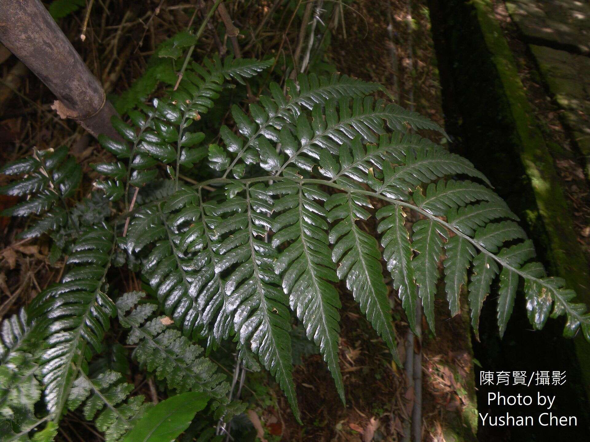 Image of Dryopteris polita Rosenst.