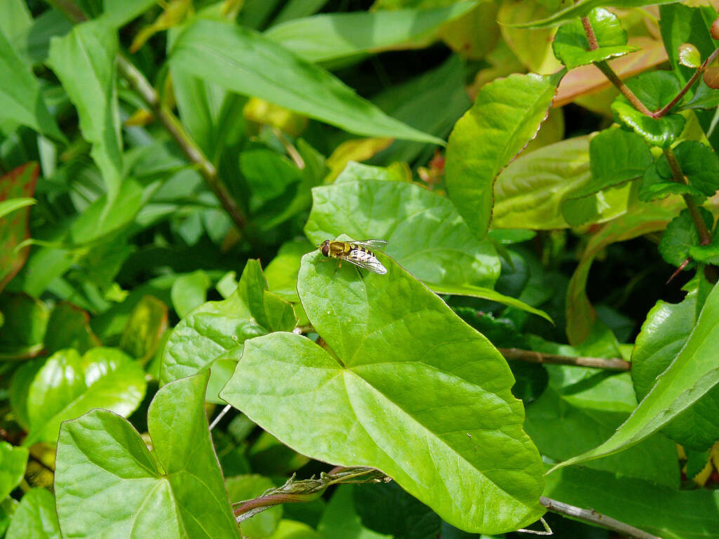 Plancia ëd Syrphus ribesii (Linnaeus 1758)