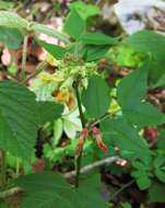 صورة Vicia oroboides Wulfen