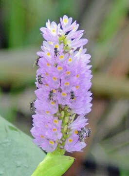 Image of Pontederia sagittata C. Presl