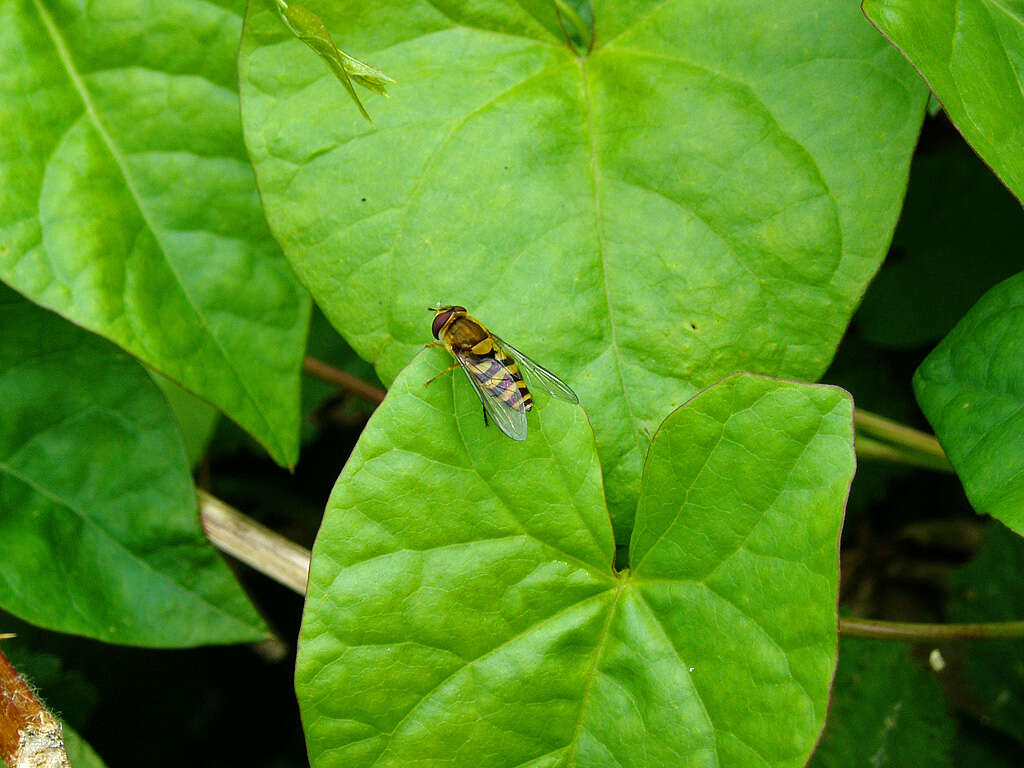 Plancia ëd Syrphus ribesii (Linnaeus 1758)