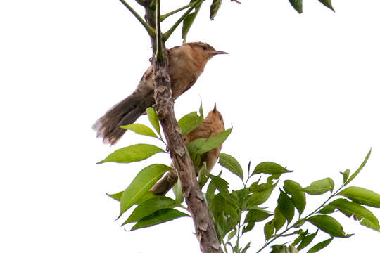 Image of Thrush-like Wren