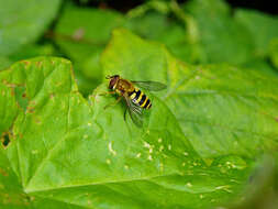 Plancia ëd Syrphus ribesii (Linnaeus 1758)