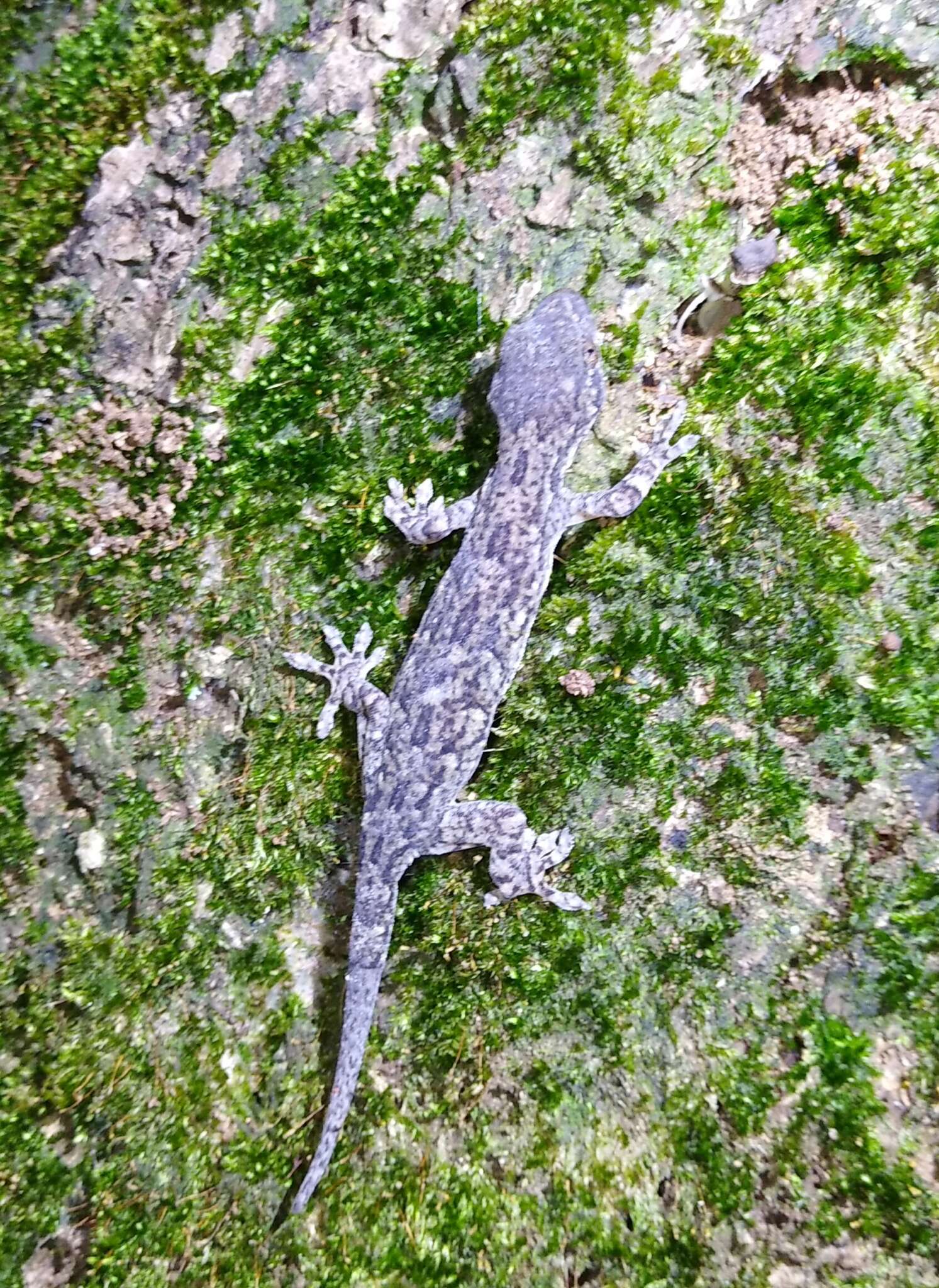 Image of Hokou Gecko