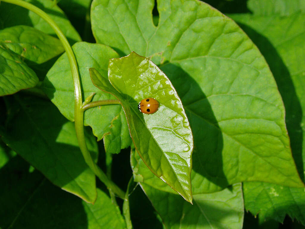 Adalia bipunctata (Linnaeus 1758) resmi