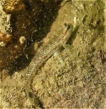 Image of Campbel&#39;s goby