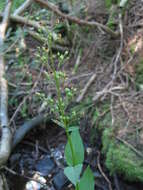 Image of common figwort