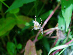 Image of Garden spider