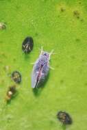 Image of Citrus blackfly