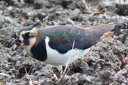 Image of Lapwing