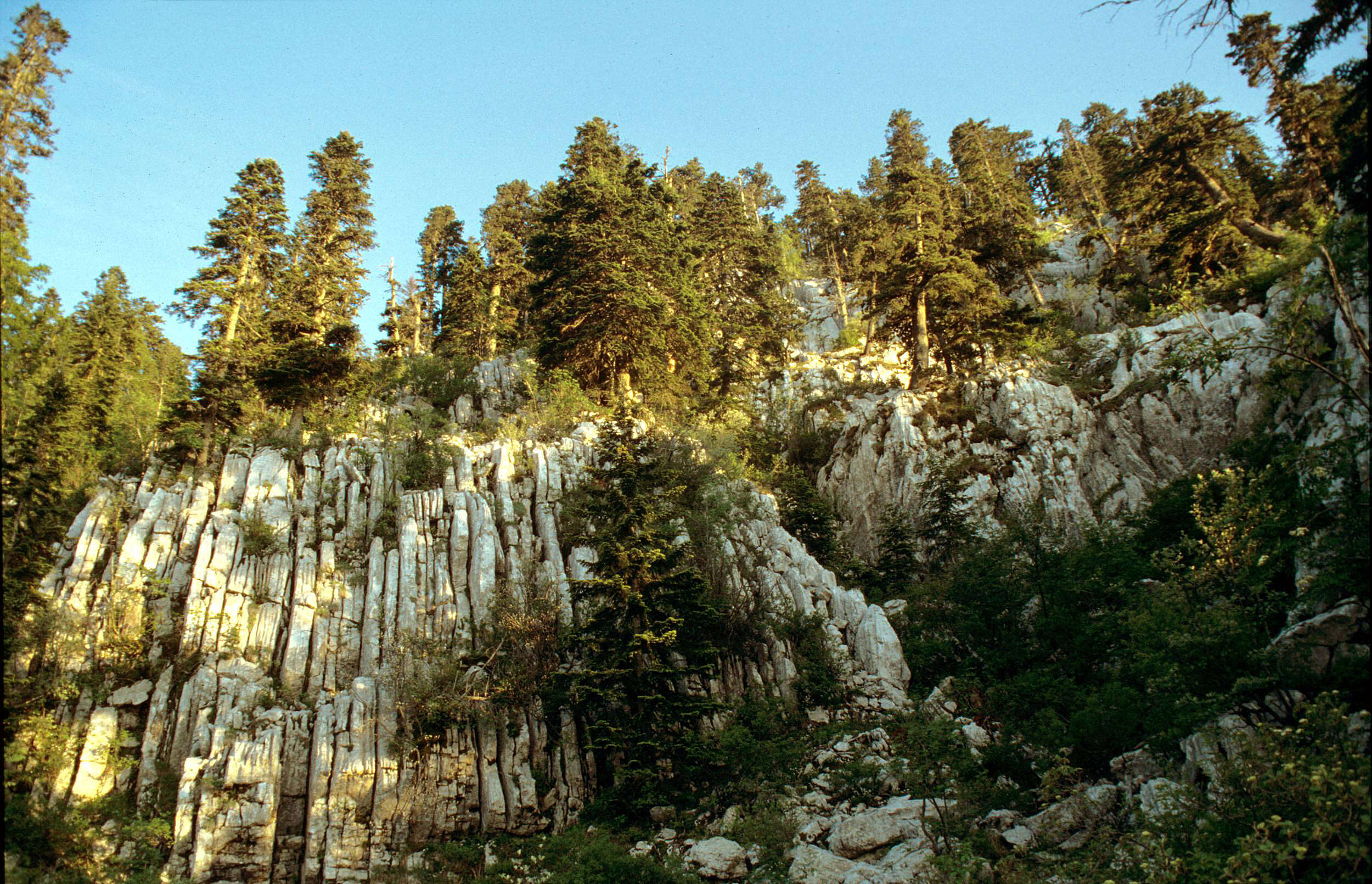 Image of Silver Fir