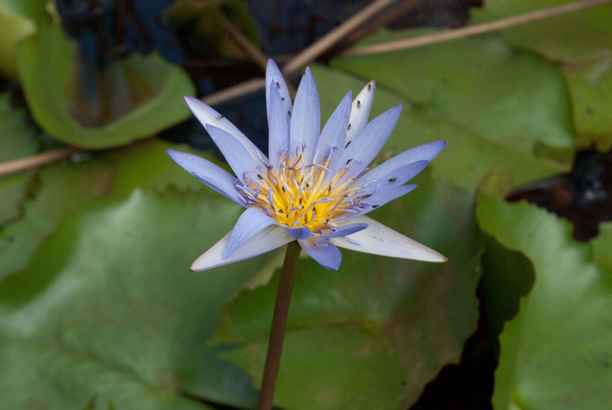 Image de Nénuphar bleu