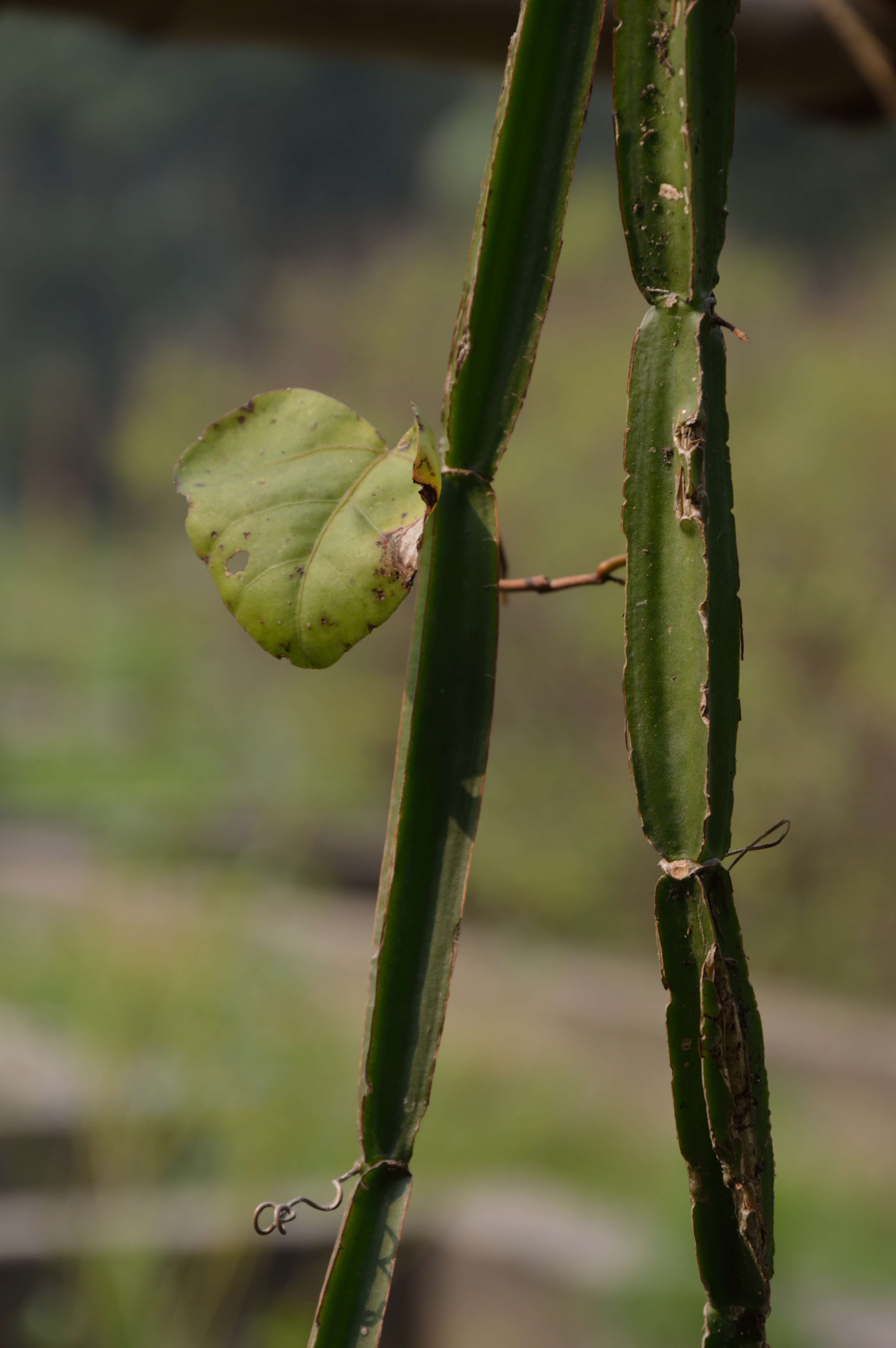 Image of veldt-grape