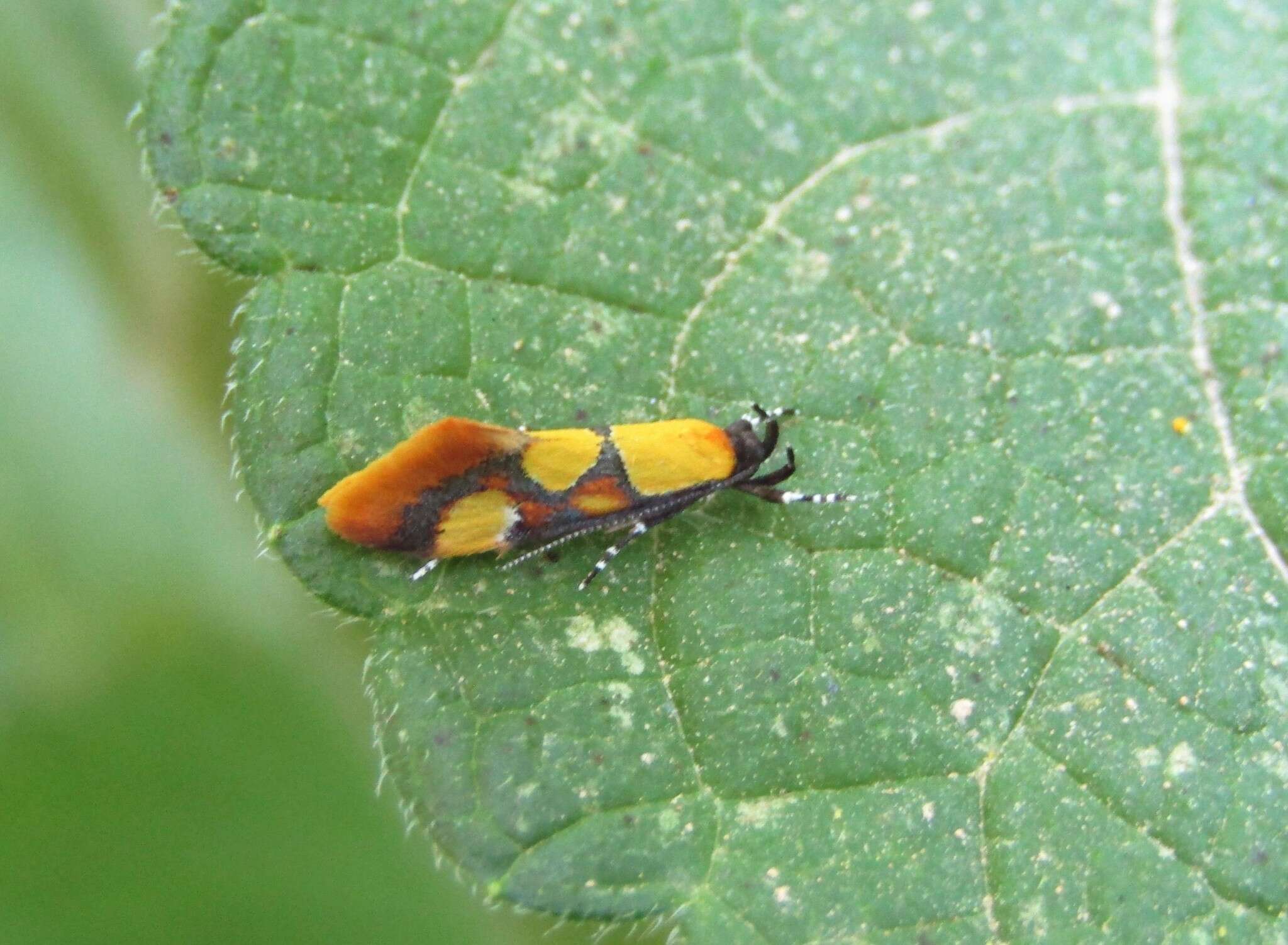 Image of Epicallima icterinella (Mann 1867)