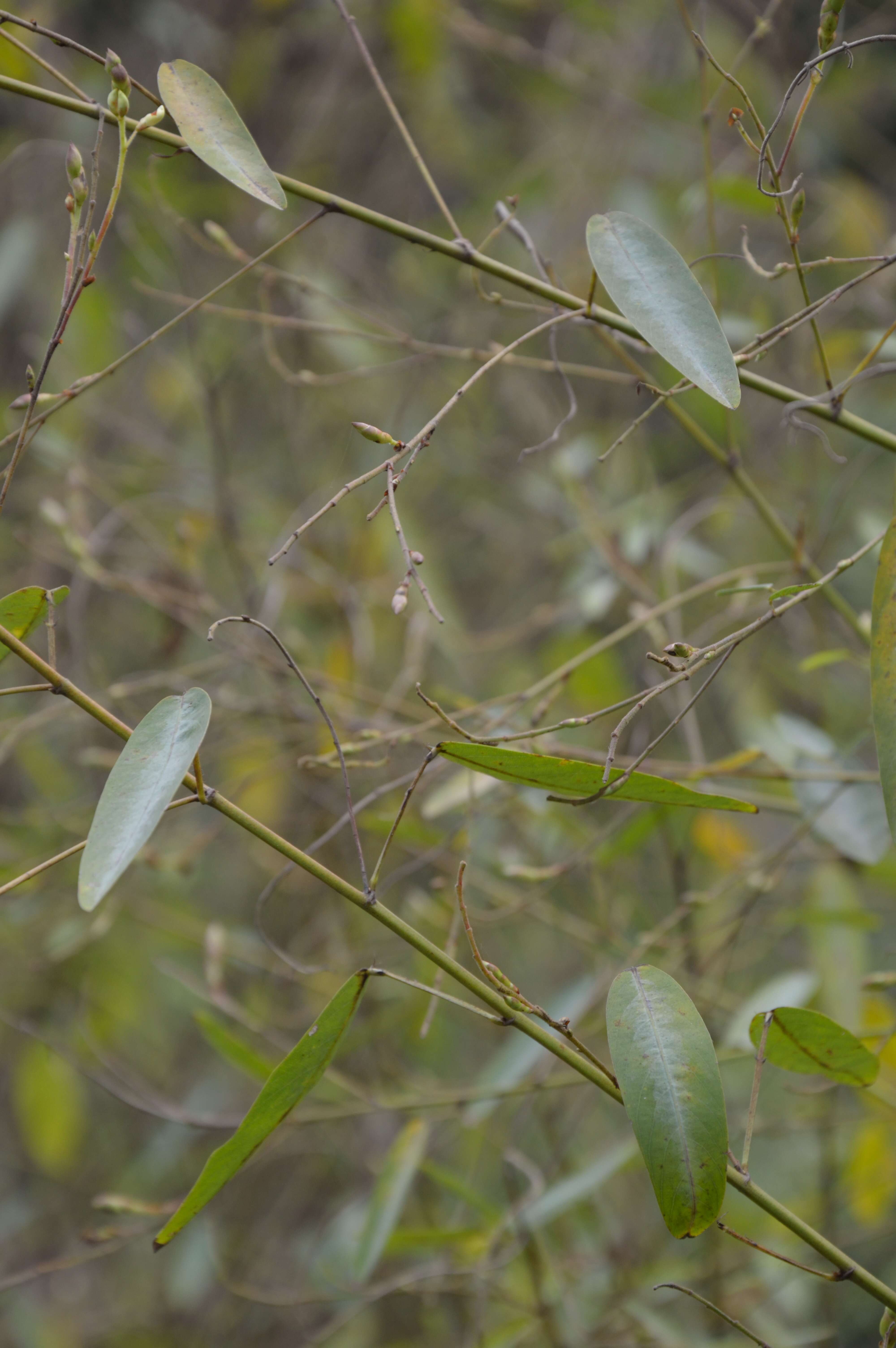 Imagem de Codariocalyx motorius (Houtt.) H. Ohashi