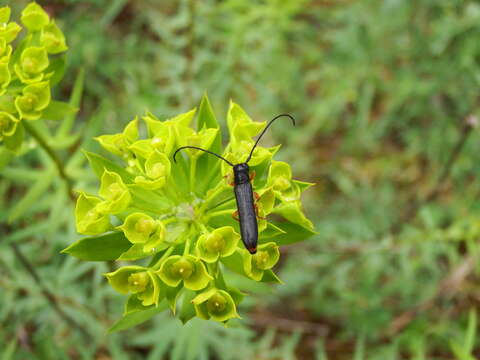 Image of Leafy Spurge Stem Boring Beetle