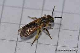 Image of Miserable Andrena