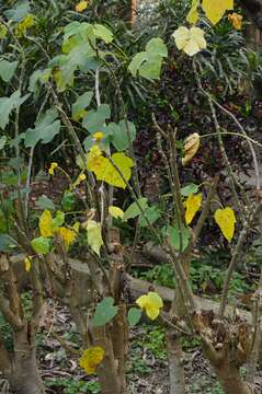 Image of Barbados nut