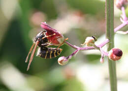 Image of German Wasp