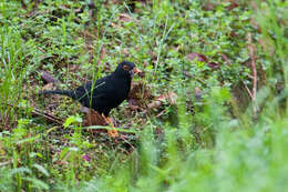 Image of Glossy-black Thrush