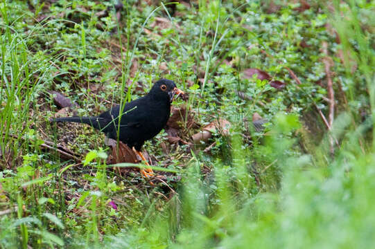 Plancia ëd Turdus serranus Tschudi 1844