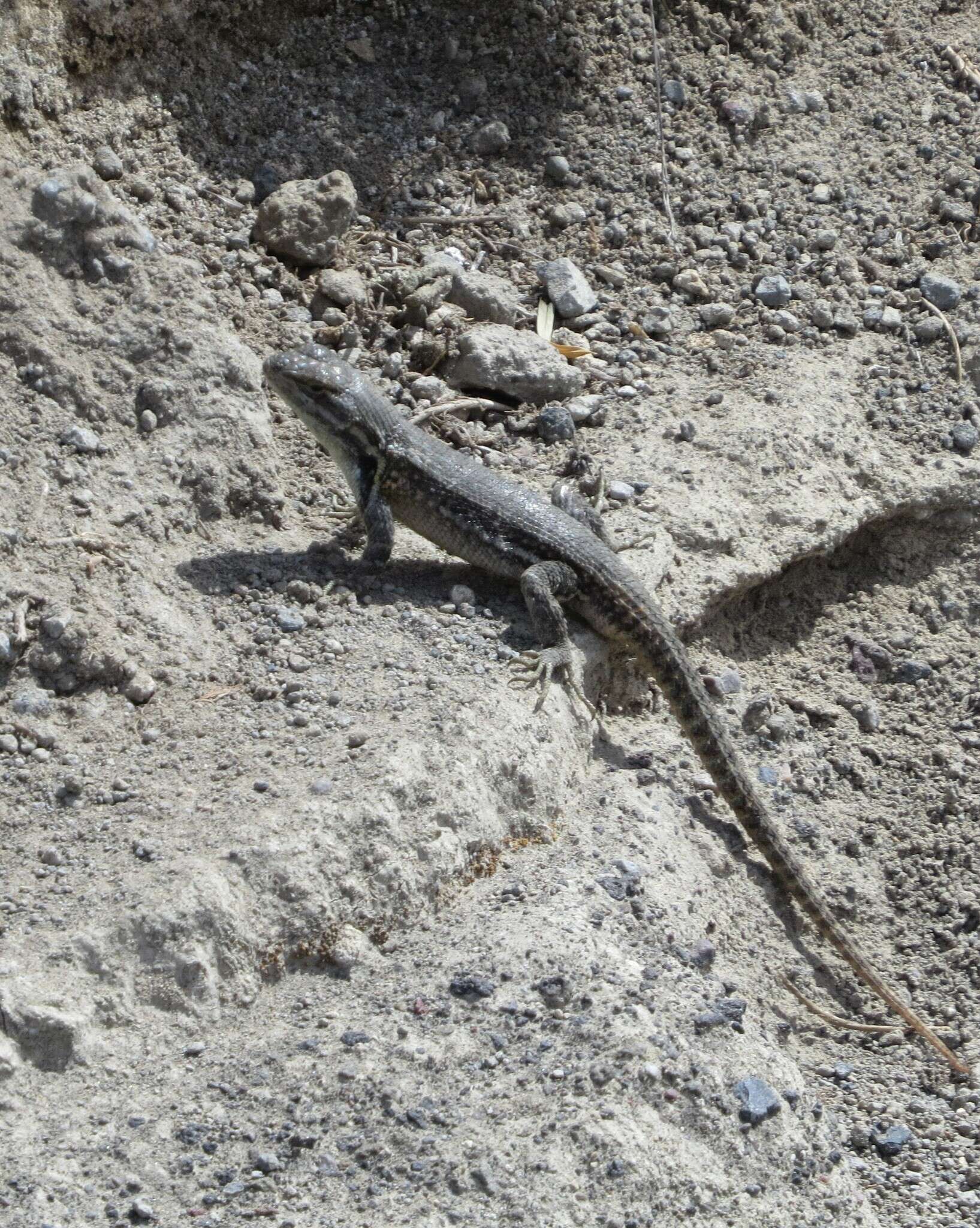 Sceloporus megalepidurus Smith 1934 resmi