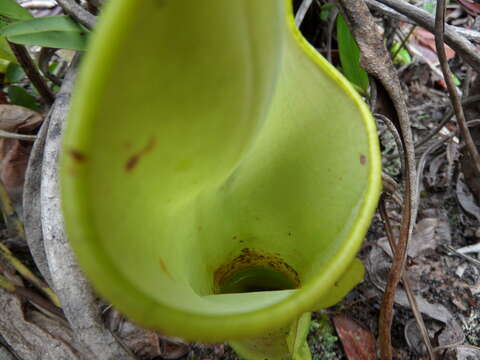 Image of Nepenthes reinwardtiana Miq.