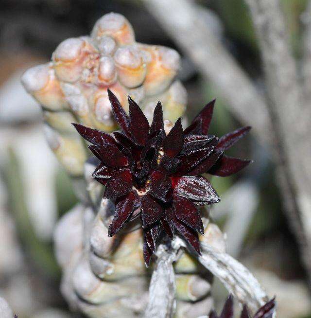 Image of Ceropegia ramosa (Masson) Bruyns