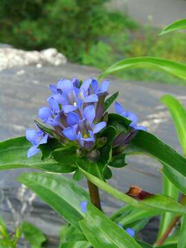 صورة Gentiana macrophylla Pall.