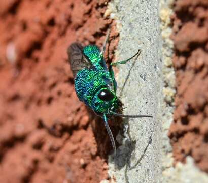 Image of <i>Chrysis smaragdula</i> Lepeletier & Serville 1825