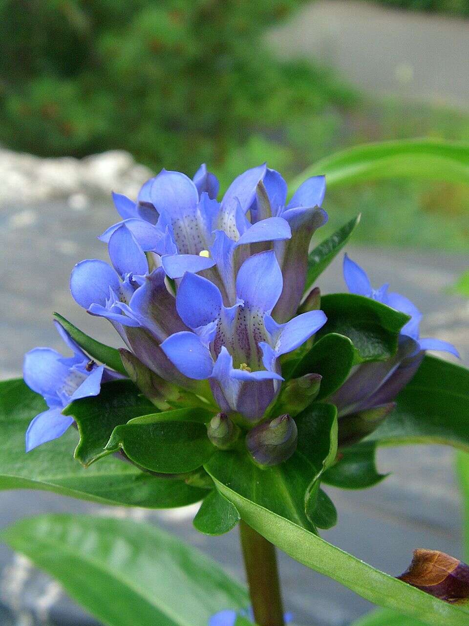 صورة Gentiana macrophylla Pall.