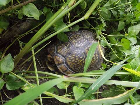 Image of Mexican box turtle