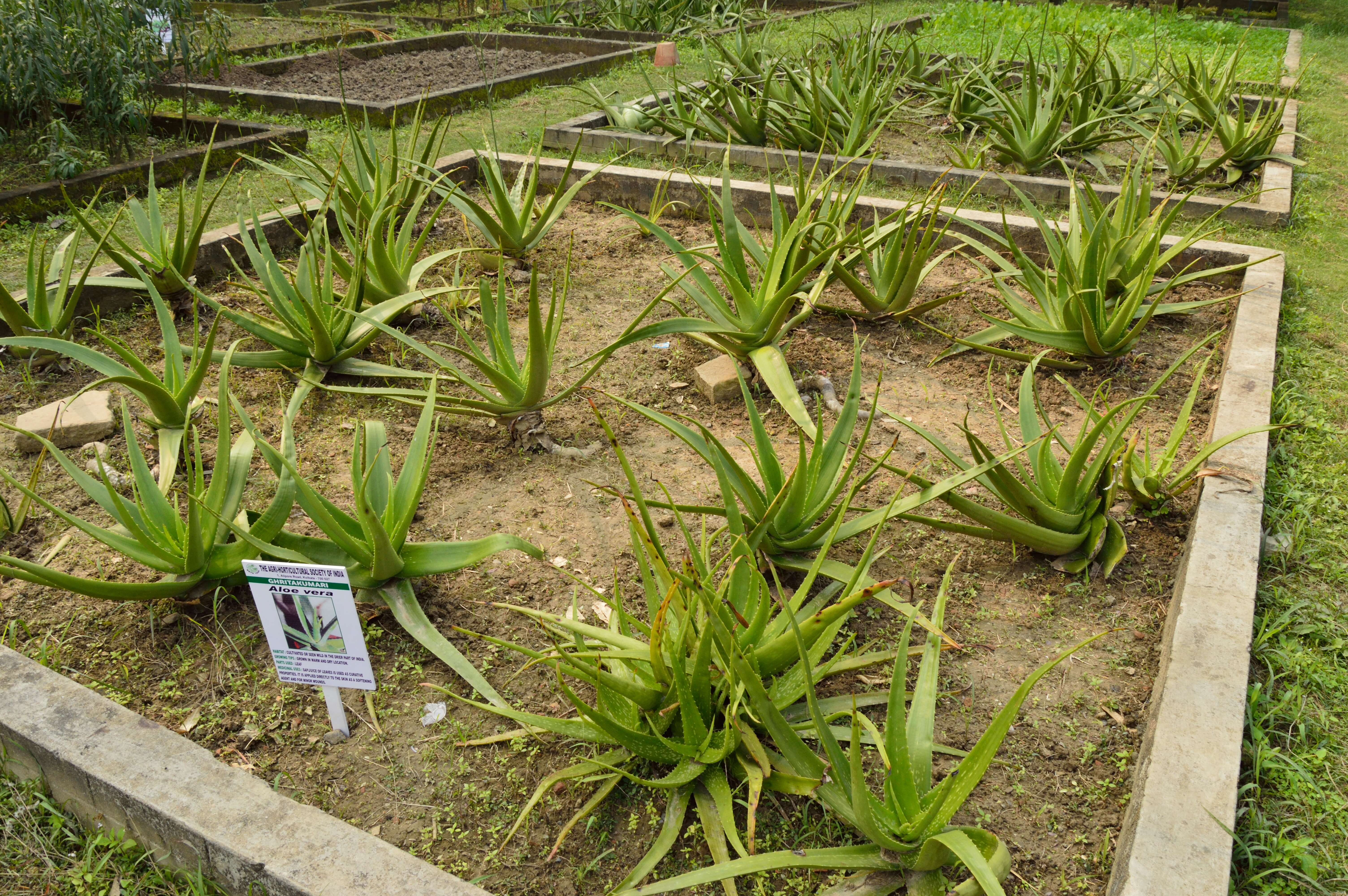 Image of Aloe vera