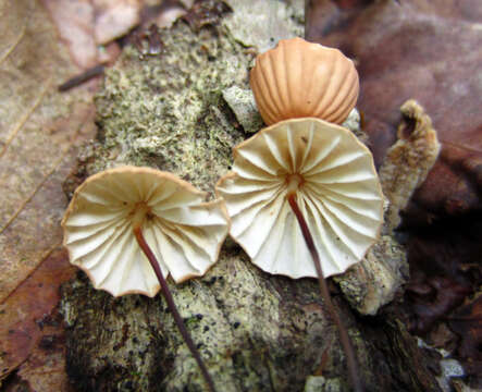 Image of Marasmius siccus