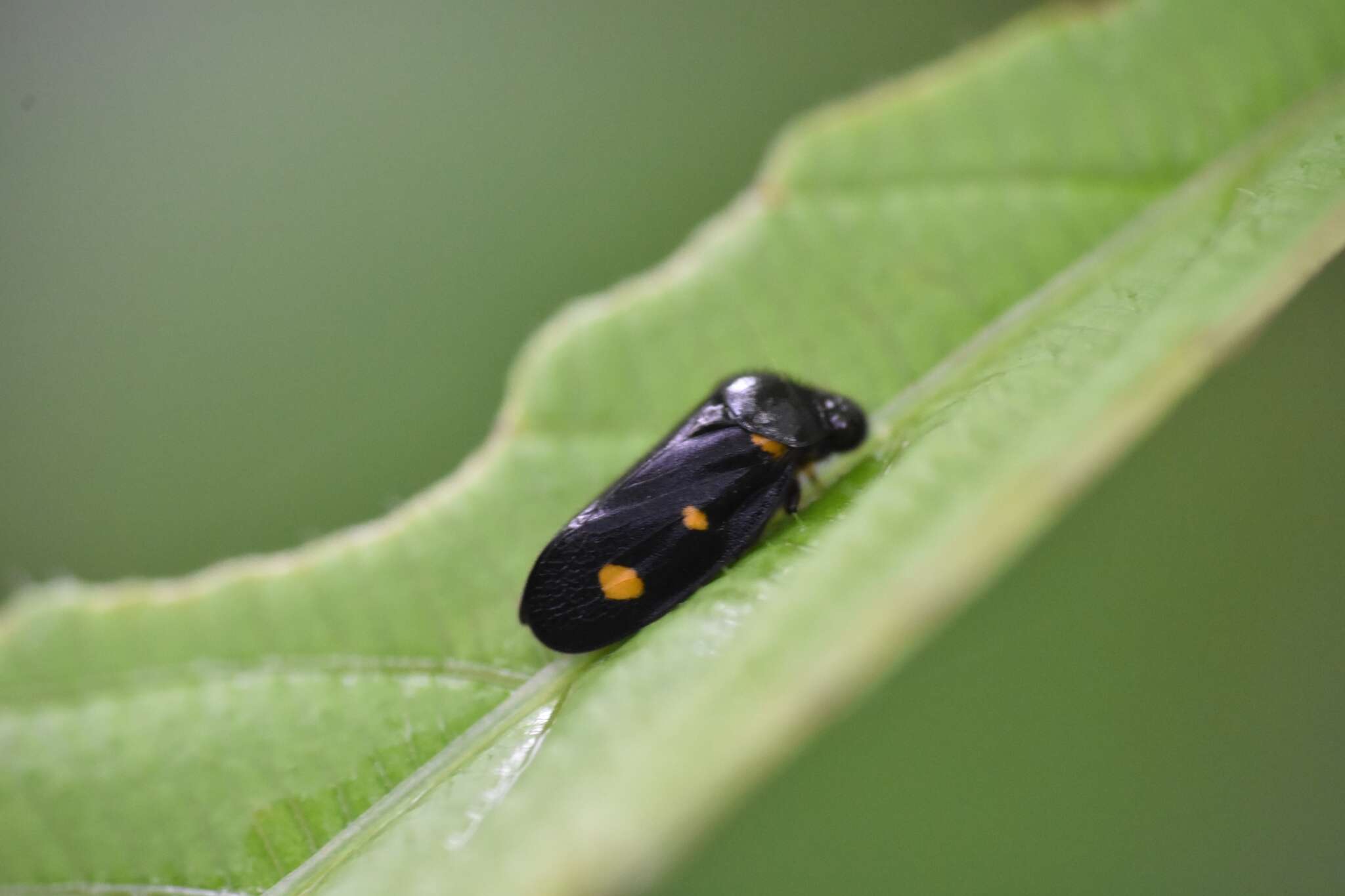 Image of Cosmoscarta trimacula (Walker 1851)