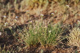 Image of Allium polyrhizum Turcz. ex Regel