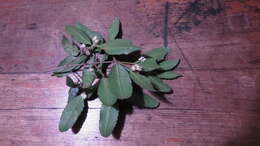 Image of Doryphora sassafras Endl.